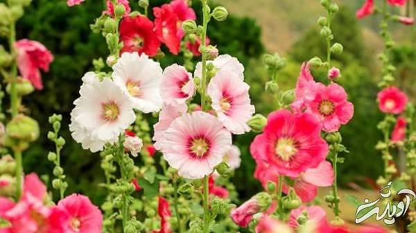 داروی خانگی برای آسم